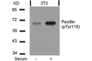 Western blot analysis of extracts from 3T3 cells untreated or treated with serum using Paxillin(Phospho-Tyr118) Antibody. (Paxillin anticorps  (pTyr118))