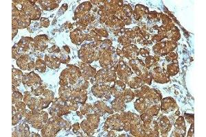 Formalin-fixed, paraffin-embedded human pancreas stained with Cytochrome C antibody (7H8. (Cytochrome C anticorps  (AA 1-80))