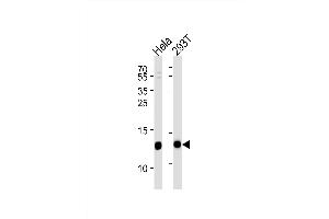 VP8 Antibody (N-term) (ABIN1881988 and ABIN2838440) western blot analysis in Hela,293T cell line lysates (35 μg/lane). (VAMP8 anticorps  (N-Term))