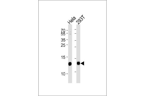 VAMP8 anticorps  (N-Term)