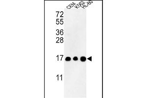 Western blot analysis of HIST3H3 Antibody (N-term) (ABIN652866 and ABIN2842563) in CEM, K562, HL-60 cell line lysates (35 μg/lane). (Histone 3 anticorps  (N-Term))