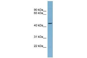 FBXO4 antibody used at 1 ug/ml to detect target protein. (FBXO4 anticorps  (Middle Region))