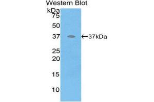 Western Blotting (WB) image for anti-Defensin beta 2 (BD-2) (AA 23-63) antibody (ABIN1858624) (beta 2 Defensin anticorps  (AA 23-63))