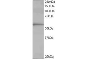 Image no. 1 for anti-T-Complex 1 (TCP1) (C-Term) antibody (ABIN374406) (TCP1 alpha/CCTA anticorps  (C-Term))