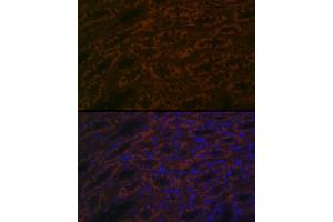 Immunofluorescence analysis of rat kidney cells using B Rabbit pAb (ABIN7265880) at dilution of 1:100 (40x lens).
