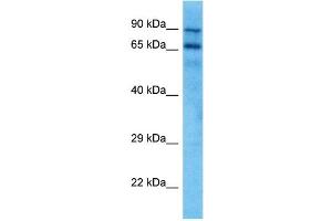 Host:  Mouse  Target Name:  KCND3  Sample Tissue:  Mouse Spleen  Antibody Dilution:  1ug/ml