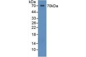 Detection of Recombinant OPN, Human using Polyclonal Antibody to Osteopontin (OPN) (Osteopontin anticorps  (AA 17-287))