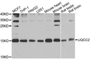 Western blot analysis of extracts of various cell lines, using UQCC2 antibody. (MNF1 anticorps  (AA 14-126))