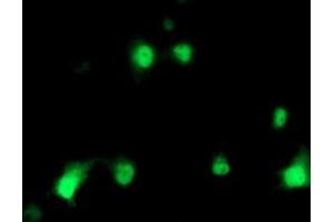 Anti-HSPBP1 mouse monoclonal antibody (ABIN2455030) immunofluorescent staining of COS7 cells transiently transfected by pCMV6-ENTRY HSPBP1 (RC201814). (HSPBP1 anticorps)