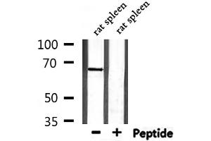Western blot analysis of extracts from rat spleen, using PCK1 Antibody.