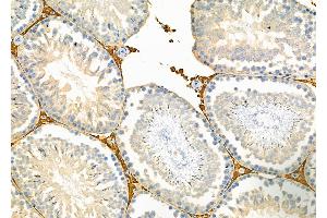 ABIN6264148 and ABIN6279651 at 1/100 staining Rat testis tissue by IHC-P. (PEX12 anticorps  (Internal Region))