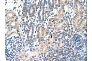 anti-Family with Sequence Similarity 174, Member B (FAM174B) (C-Term) antibody