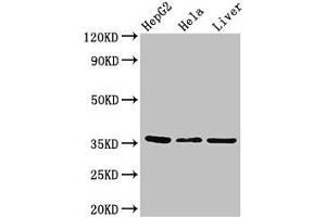Western Blot Positive WB detected in: HepG2 whole cell lysate, Hela whole cell lysate, Mouse liver tissue All lanes: SPRY1 antibody at 2.