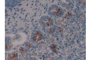 Detection of HDC in Mouse Stomach Tissue using Polyclonal Antibody to Histidine Decarboxylase (HDC)