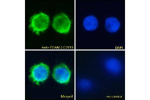 ABIN190775 Immunofluorescence analysis of paraformaldehyde fixed U937 cells, permeabilized with 0. (CD11b anticorps  (Internal Region))