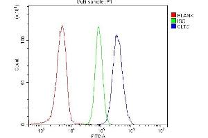 anti-Clathrin Heavy Chain (CLTC) (AA 967-1668) antibody