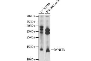 Western blot analysis of extracts of various cell lines, using DYNLT3 antibody (ABIN7266867) at 1:1000 dilution.