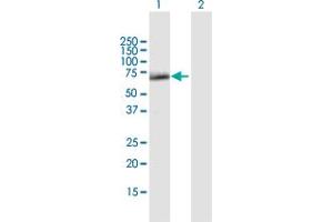 Western Blot analysis of SESN1 expression in transfected 293T cell line by SESN1 MaxPab polyclonal antibody. (SESN1 anticorps  (AA 1-551))