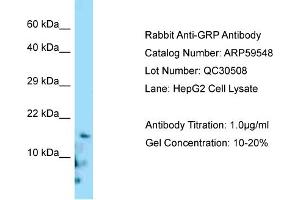 Western Blotting (WB) image for anti-Gastrin-Releasing Peptide (GRP) (C-Term) antibody (ABIN970840) (Gastrin-Releasing Peptide anticorps  (C-Term))