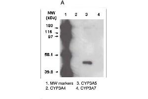 A. (CYP3A5 anticorps  (C-Term))