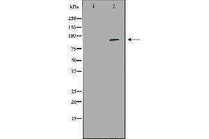 Western blot analysis of Hela whole cell lysates, using NEDD9 Antibody. (NEDD9 anticorps  (Internal Region))