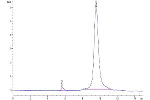 The purity of Human uPAR Domain 3 Potein is greater than 95 % as determined by SEC-HPLC.