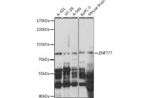 Western blot analysis of extracts of various cell lines, using ZNF777 antibody (ABIN7271532) at 1:1000 dilution. (ZNF777 anticorps  (AA 532-831))