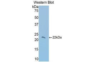 Western Blotting (WB) image for anti-Thrombospondin 1 (THBS1) (AA 957-1129) antibody (ABIN1860745) (Thrombospondin 1 anticorps  (AA 957-1129))