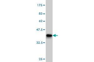 Western Blot detection against Immunogen (36.