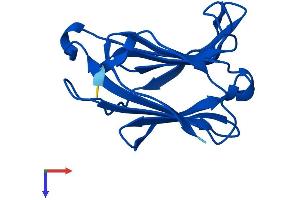 Lectin, Galactoside-Binding, Soluble, 14 (LGALS14) (AA 1-139) protein (His tag)