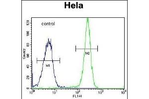anti-Hyaluronidase-2 (HYAL2) (AA 385-412), (C-Term) antibody