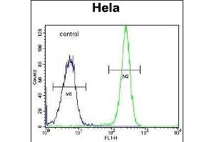 HYAL2 Antibody (C-term) (ABIN654687 and ABIN2844379) flow cytometric analysis of Hela cells (right histogram) compared to a negative control cell (left histogram).