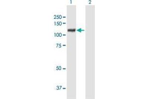 Western Blot analysis of XPOT expression in transfected 293T cell line by XPOT MaxPab polyclonal antibody.
