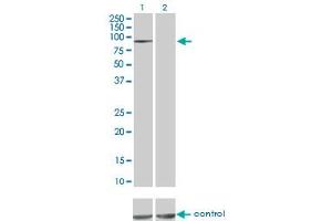 Western blot analysis of MAP4K5 over-expressed 293 cell line, cotransfected with MAP4K5 Validated Chimera RNAi (Lane 2) or non-transfected control (Lane 1).