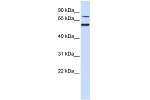 WB Suggested Anti-WDR51B Antibody Titration: 0. (POC1B anticorps  (N-Term))