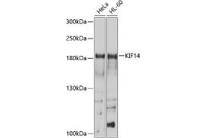 Western blot analysis of extracts of various cell lines, using KIF14 antibody (ABIN6129691, ABIN6142854, ABIN6142855 and ABIN6214465) at 1:1000 dilution.