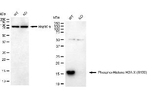 Western blotting analysis using phospho-Histone H2A.