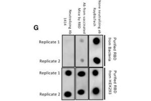 anti-SARS-CoV-2 Spike S1 (RBD) antibody