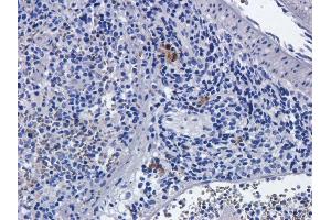 Immunohistochemical staining of rat spleens using anti-CD25 antibody  Formalin fixed rat spleen slices were were stained with a  at 5 µg/ml. (Recombinant IL2RA (Basiliximab Biosimilar) anticorps)