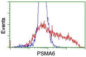 Image no. 4 for anti-Proteasome Subunit alpha 6 (PSMA6) antibody (ABIN1500463)