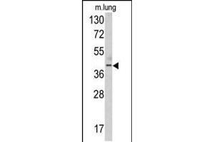 Western blot analysis of TDG antibody in mouse lung tissue lysates (35ug/lane) (TDG anticorps  (N-Term))