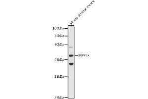 Western blot analysis of extracts of Mouse skeletal muscle, using INPP5K antibody (ABIN6132112, ABIN6142473, ABIN6142474 and ABIN6223771) at 1:1000 dilution.