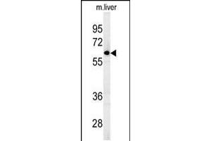 Western blot analysis in mouse liver tissue lysates (15ug/lane).