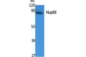 Western Blotting (WB) image for anti-Nucleoporin 88kDa (NUP88) (Internal Region) antibody (ABIN3178104) (NUP88 anticorps  (Internal Region))