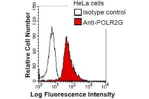 HeLa cells were fixed in 2% paraformaldehyde/PBS and then permeabilized in 90% methanol. (POLR2G anticorps)