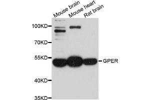 Western blot analysis of extract of various cells, using GPER1 antibody. (GPER anticorps)