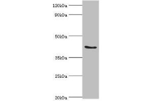 Western blot All lanes: ADAP1 antibody at 2 μg/mL + Rat brain tissue Secondary Goat polyclonal to rabbit IgG at 1/10000 dilution Predicted band size: 44, 45, 36 kDa Observed band size: 44 kDa (ADAP1 anticorps  (AA 1-374))