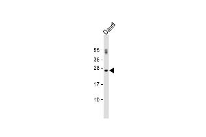 Anti-PTTG1 Antibody (N-term) at 1:500 dilution + Daudi whole cell lysate Lysates/proteins at 20 μg per lane. (PTTG1 anticorps  (N-Term))