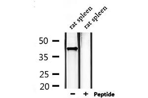 Western blot analysis of extracts from rat spleen, using EDG1 Antibody. (S1PR1 anticorps  (Internal Region))