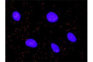 Proximity Ligation Analysis of protein-protein interactions between TP53 and STK4.